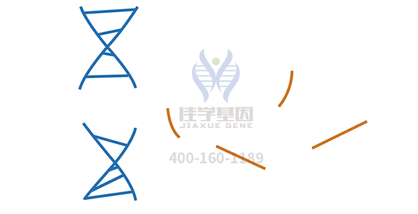 <b>【俄罗斯专享会294基因检测</b>